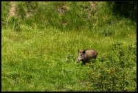 Cinghiale - Sus scrofa