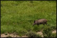 Cinghiale - Sus scrofa