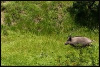 Cinghiale - Sus scrofa