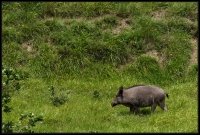 Cinghiale - Sus scrofa