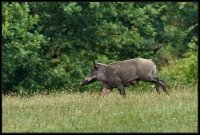 Cinghiale - Sus scrofa