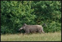 Cinghiale - Sus scrofa