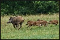 Cinghiale - Sus scrofa