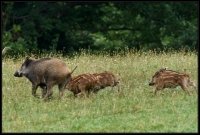 Cinghiale - Sus scrofa