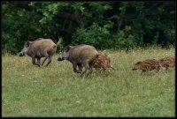 Cinghiale - Sus scrofa