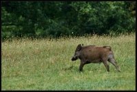 Cinghiale - Sus scrofa