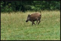 Cinghiale - Sus scrofa