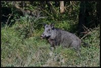 Cinghiale - Sus scrofa