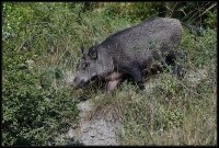 Cinghiale - Sus scrofa