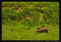 Cinghiale - Sus scrofa