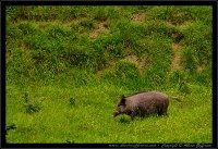 Cinghiale - Sus scrofa