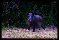 Cinghiale - Sus scrofa