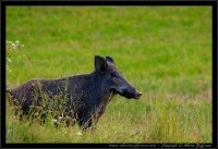 Cinghiale - Sus scrofa