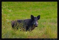 Cinghiale - Sus scrofa