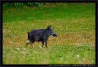 Cinghiale - Sus scrofa