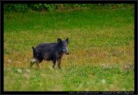 Cinghiale - Sus scrofa