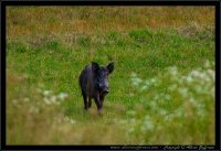 Cinghiale - Sus scrofa