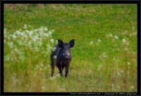 Cinghiale - Sus scrofa