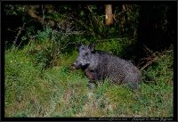 Cinghiale - Sus scrofa