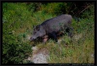 Cinghiale - Sus scrofa