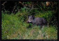 Cinghiale - Sus scrofa