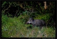 Cinghiale - Sus scrofa