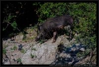 Cinghiale - Sus scrofa