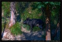 Cinghiale - Sus scrofa