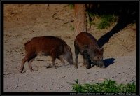 Cinghiale - Sus scrofa