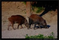 Cinghiale - Sus scrofa