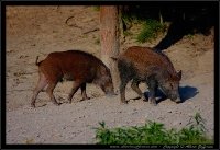 Cinghiale - Sus scrofa