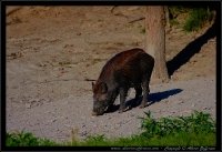 Cinghiale - Sus scrofa