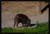 Cinghiale - Sus scrofa