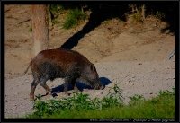 Cinghiale - Sus scrofa