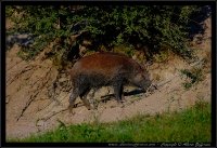 Cinghiale - Sus scrofa