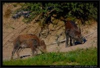 Cinghiale - Sus scrofa