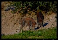 Cinghiale - Sus scrofa