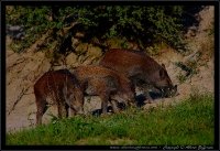 Cinghiale - Sus scrofa