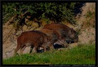 Cinghiale - Sus scrofa