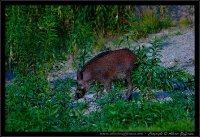 Cinghiale - Sus scrofa