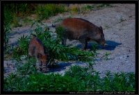 Cinghiale - Sus scrofa