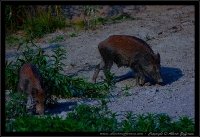 Cinghiale - Sus scrofa