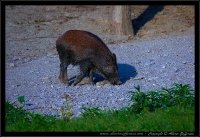 Cinghiale - Sus scrofa