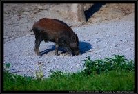 Cinghiale - Sus scrofa