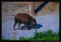 Cinghiale - Sus scrofa