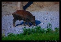 Cinghiale - Sus scrofa