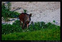 Cinghiale - Sus scrofa