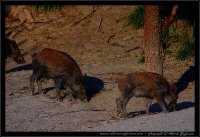 Cinghiale - Sus scrofa