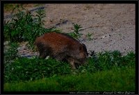 Cinghiale - Sus scrofa