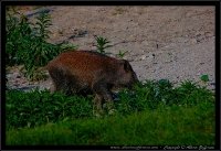 Cinghiale - Sus scrofa